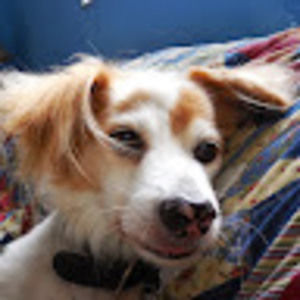 Meet your Posher, Henry